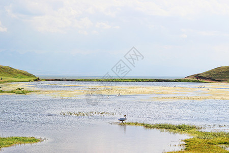 湖草新疆巴音布鲁克草原天鹅湖背景