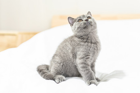 床上的小蓝猫图片