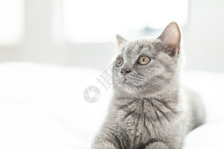 床上的小蓝猫背景图片