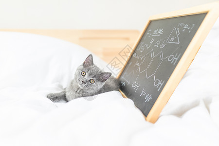 黑板和猫背景图片
