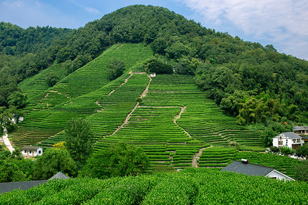 浙江杭州西湖龙井村背景图片