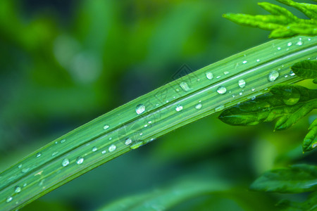 下雨天植物水滴高清图片素材