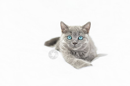 手绘白色小猫蓝眼睛小猫背景