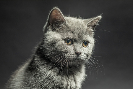 黑背景下猫黑背景下的猫背景