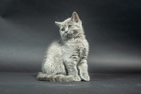 黑背景下猫黑背景下的猫背景