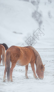 新疆宝马背景图片