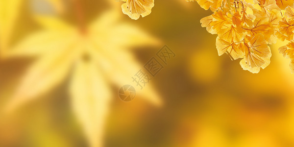 黄叶子秋天黄树叶设计图片