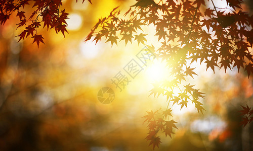 红色落叶树叶秋季设计图片