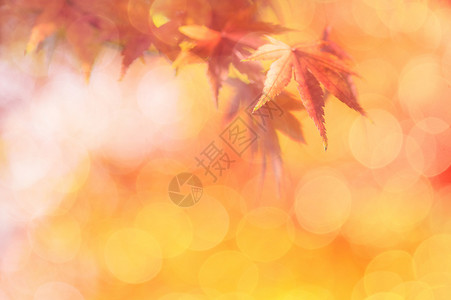 秋季几片叶子高清图片