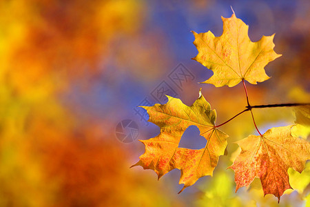 树枝叶秋天的枫树叶子设计图片