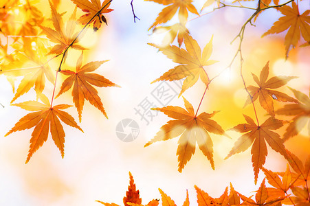秋季几片叶子高清图片