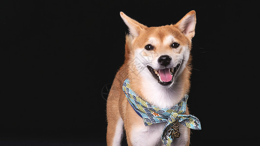 黑底狗柴犬狗背景