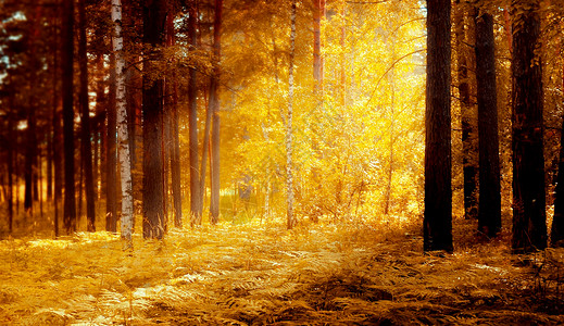 秋天的小树林秋天背景设计图片