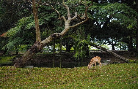 财鹿日本奈良小鹿背景