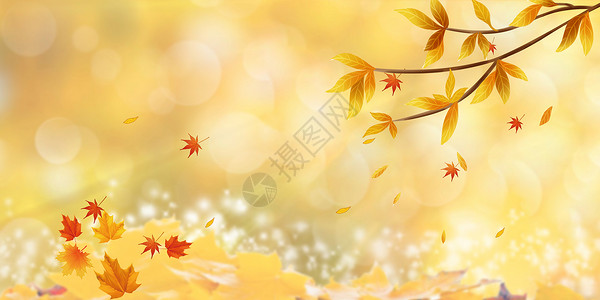 金黄叶子秋天枫叶景色设计图片