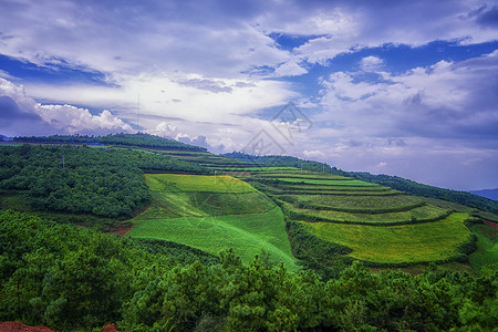 夏至乡村田野背景图片