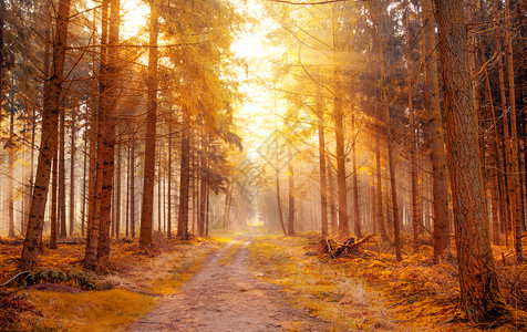 早晨森林秋天背景设计图片