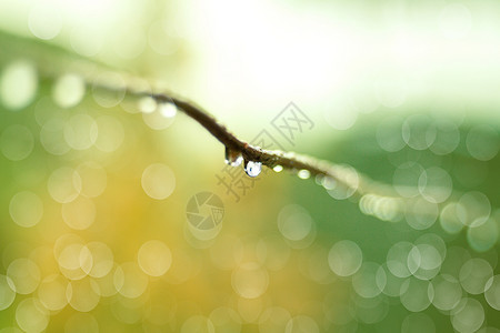 叶子上的水滴树枝上的露珠设计图片