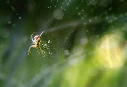 雨后蜘蛛网白露设计图片