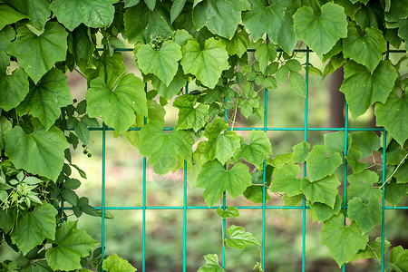 爬山虎植物长青高清图片