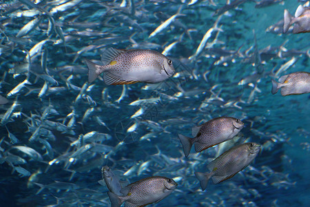 蓝色河豚海底壮观的鱼群背景