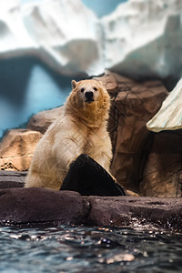 动物园北极熊的凝视高清图片