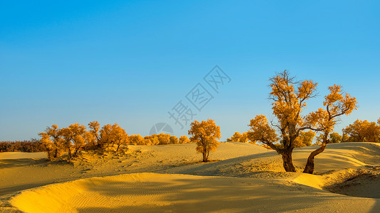 沙漠胡杨沙漠树木高清图片