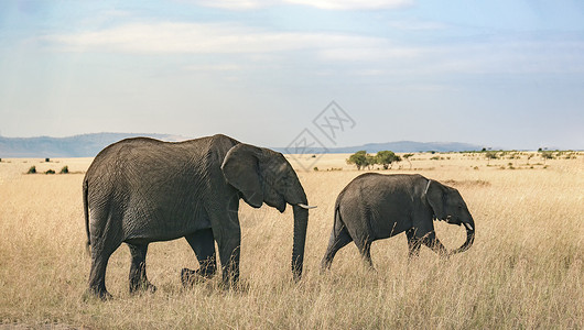 矢量大象肯尼亚野生动物背景