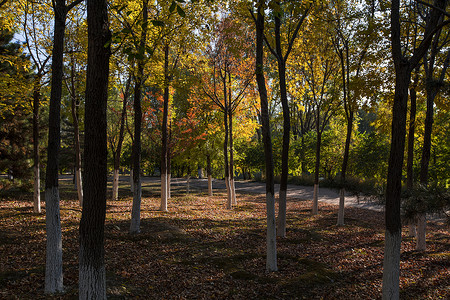 奥林匹克森林公园的秋色自然背景高清图片素材
