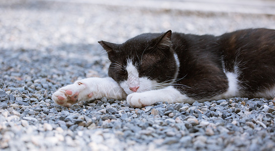 慵懒猫咪猫抓肉球高清图片