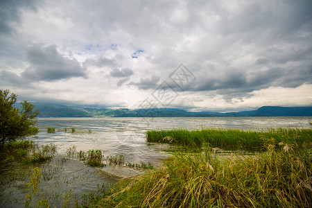 白花蛇舌草大理喜洲海舌公园背景