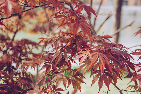 红色枫叶背景图片