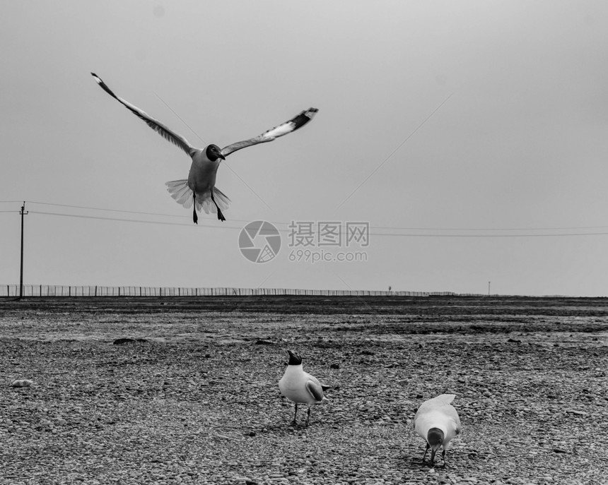 天空飞翔的鸟图片