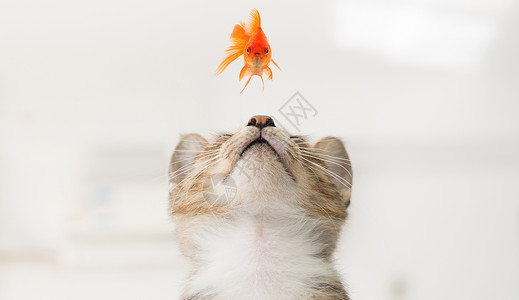 搞笑猫观金鱼微观世界设计图片