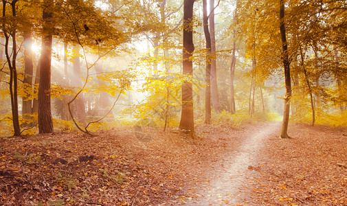 穿过树林阳光秋天树叶设计图片