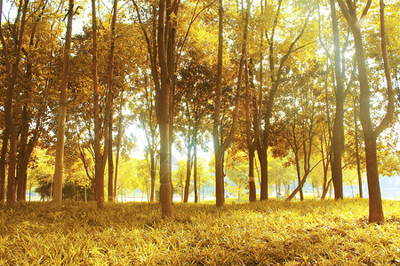 秋天的树林里秋意浓浓图片