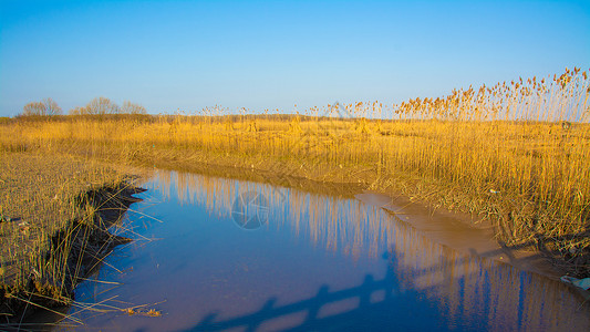 上海崇明西滩湿地公园背景图片