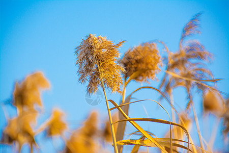 芦苇背景图片