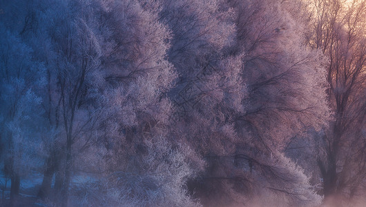 雾凇之晨树木晨霜高清图片
