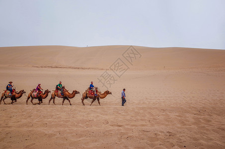 骆驼照片甘肃敦煌鸣沙山背景