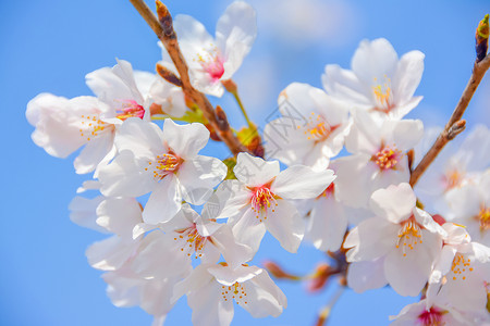 三月花开上海宝山顾村公园樱花背景