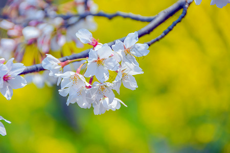 上海宝山顾村公园樱花图片