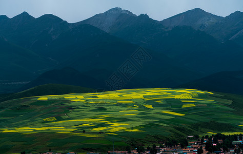 门源油菜花百里花海高清图片