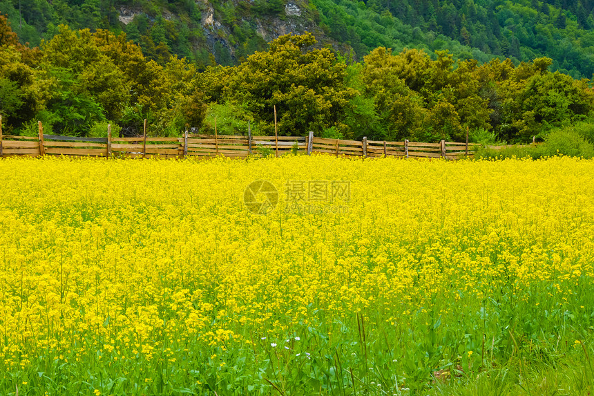 西藏沿途油菜花田图片