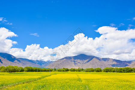 西藏羊湖油菜花田背景图片