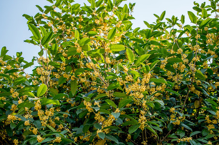 花香壁纸金秋桂花香背景