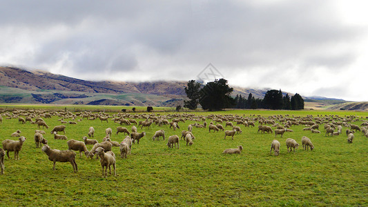 新西兰牧场绵羊高清图片