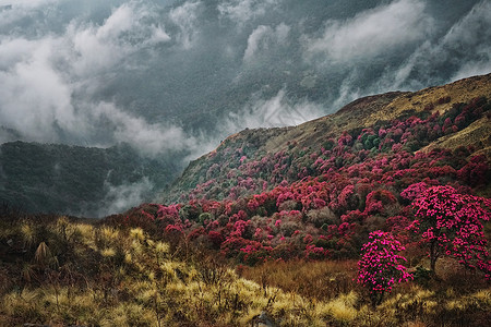 尼泊尔徒步旅行尼泊尔喜马拉雅山杜鹃花背景