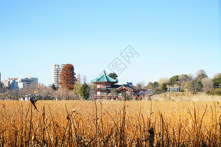 日本东京城市风光建筑高清图片素材