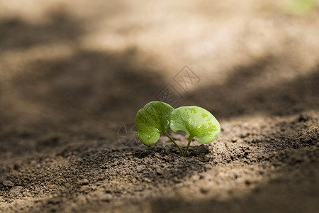 泥土地肌理泥土里的嫩芽小草背景